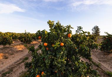 Citrus farm in Huelva Adobe Stock