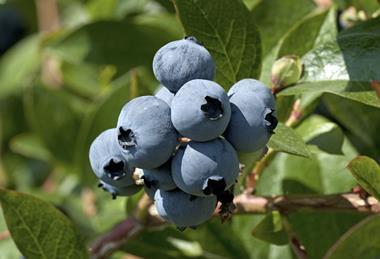 IBO Blueberries