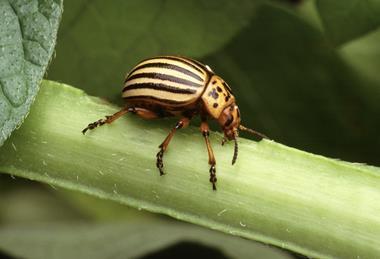 Colorado potato beetle