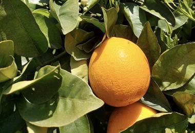 Algarve citrus