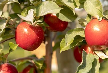 US Chelan Sugarbee apples
