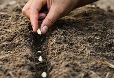 Planting seeds Adobe Stock