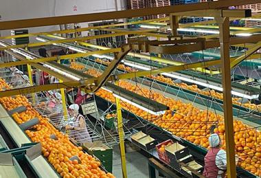 Spain citrus Green Fruits