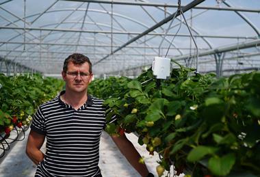 Scottish grower PJ Stirling is monitoring strawberry pollination