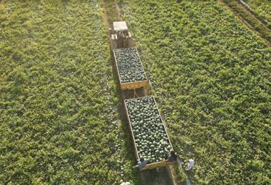Hazera watermelon harvesting 2026