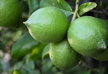 Adobe Stock limes