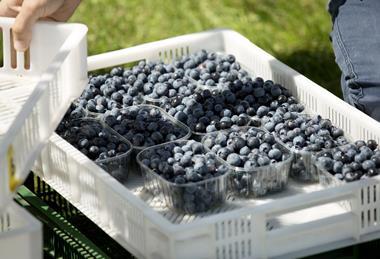 Polish blueberries in containers Polskie Jagody