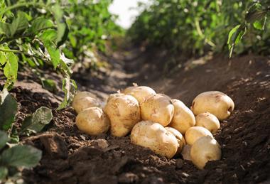 Kartoffeln im Boden - AdobeStock