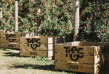 Companies NZ T&G Global Envy Apple 2D Plantings TandG