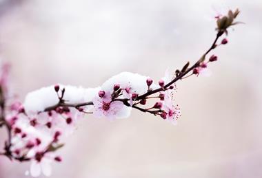 Turkey frost