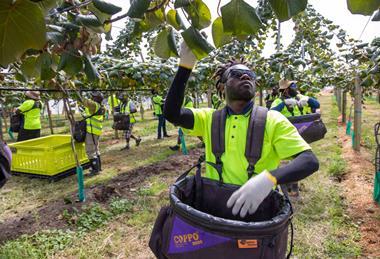 NZ kiwi Harvest21-6234