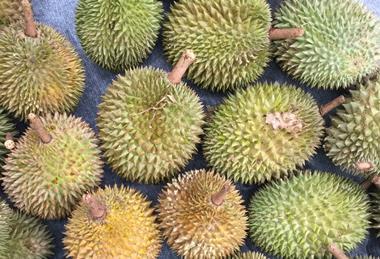 Durian