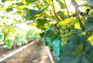Korean table grape production Shine Muscat Adobe Stock