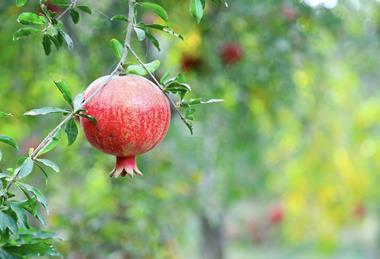 Afghanistan pomegranates