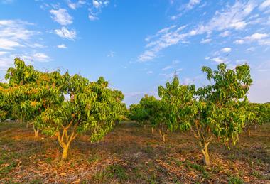 Mango trees Adobe Stock