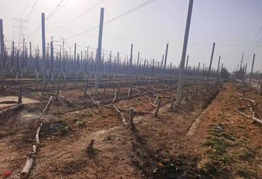 Illegal Scilate apple trees have been destroyed in a Gansu province orchard