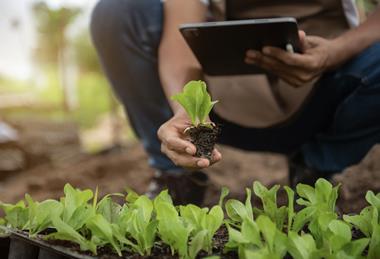 Agricultural research greenhouse vegetables Adobe Stock