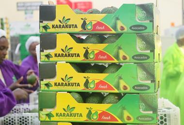 KE Karakuta avocado boxes