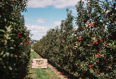 T&G apple orchard