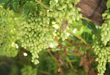 Hex River Valley table grapes South Africa Adobe Stock