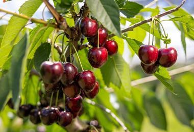 Swiss Fruit Association cherries