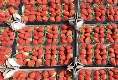 Spanish strawberries in cartons