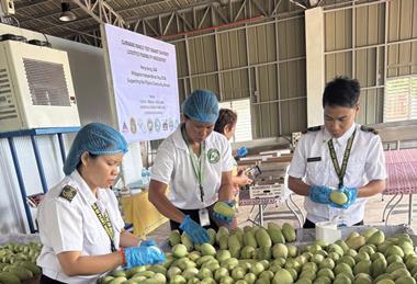 Guimaras mangoes photo by Philippine Department of Agriculture BPIvGuimarasvNCRDPSC