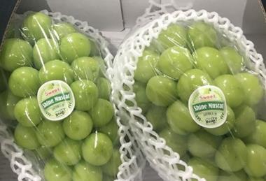 Korea Shine muscat 01-02.Shine muscat