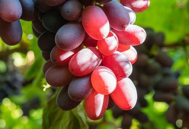 Chilean grapes C