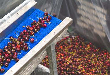Central Otago cherries in pack house