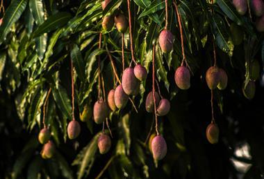 Tommy Atkins mango Adobe Stock