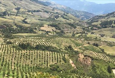 Colombian avocados