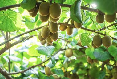 Zespri kiwifruit production New Zealand