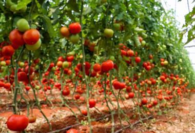 Greenhouse tomatoes