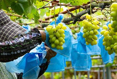Shine Muscat table grapes in Japan production Adobe Stock