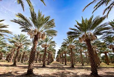 Natural Delights Date Palms