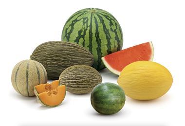 Hazera HM Clause melons watermelons