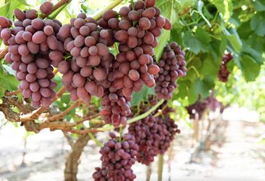 Sugrafiftythree grapes Ruby Rush South Africa