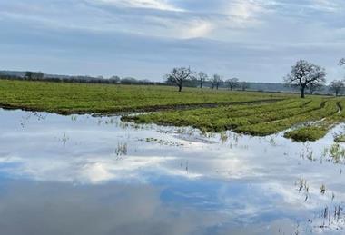 Flooded carrot field York 3