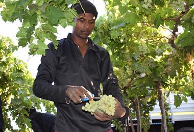 Sahyadri Farms grapes