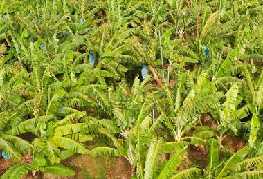 Banana plantation in Mindanao, the Philippines