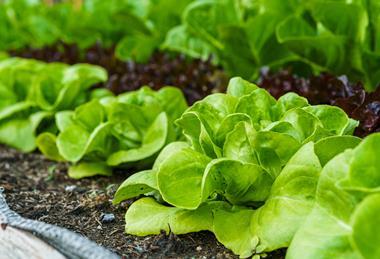 Lettuce field Adobe Stock