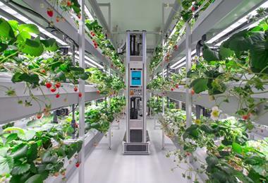 Sumitomo Corporation HarvestX automated strawberry pollinator