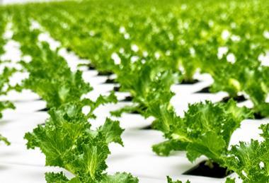 NE Staay iceberg leaf lettuce