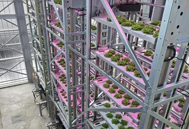 Urban Crop Solutions indoor farming leafy greens
