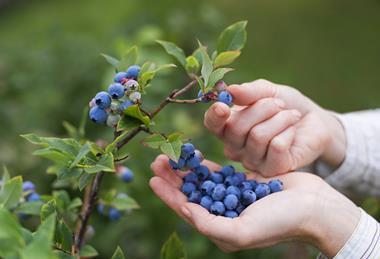 GEN Blueberries AdobeStock_54426492[1]