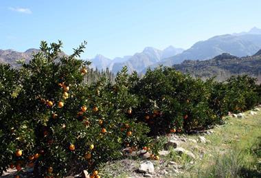 Südafrika/Citrus: Erfolgreiche Saison, nur Mandarinen rückläufig