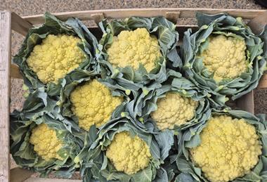 Cauliflowers are sunburnt due to extreme heat
