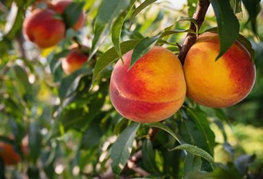 Nectarines on tree Adobe Stock