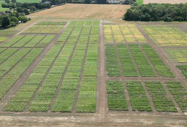 The new varieties have been widely trialled